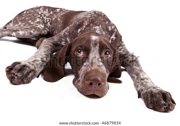 German Shorthaired Pointer Sad Hunter Dog Stock Photo Edit Now