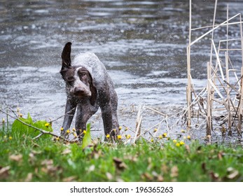 german shorthaired pointer shaking after a swim in a pond
