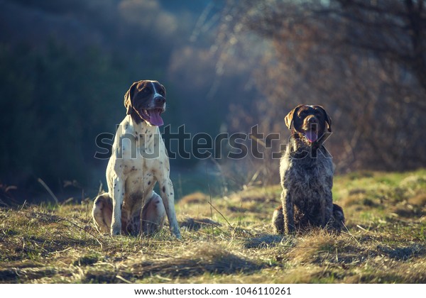 German Shorthaired Pointer Sitting Stock Photo Edit Now 1046110261