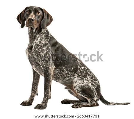German Shorthaired Pointer Sitting – Studio Portrait of Alert Hunting Dog