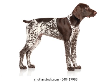 Royalty Free German Pointer Stock Images Photos Vectors