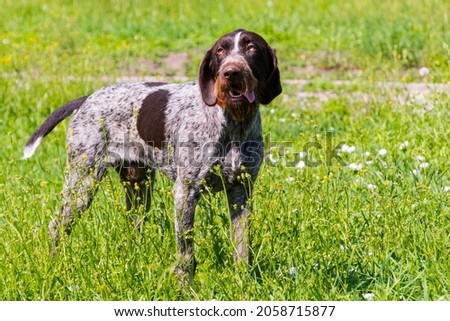 German shorthaired pointer is standing on a grassland