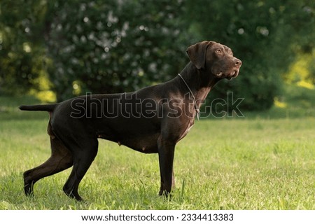 German Shorthaired Pointer standing on lawn and looking up, side view. Dog on point