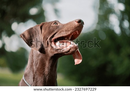 German Shorthaired Pointer with tongue hanging out looking up in outdoors, close up portrait