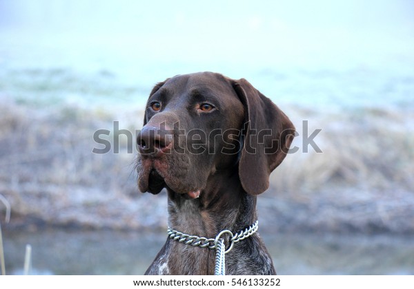 German Shorthaired Pointer Two Year Old Stock Photo Edit Now