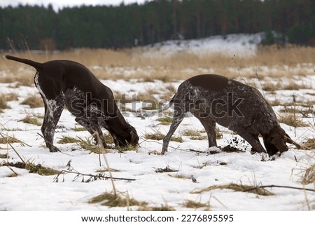 German Shorthaired Pointers in the field