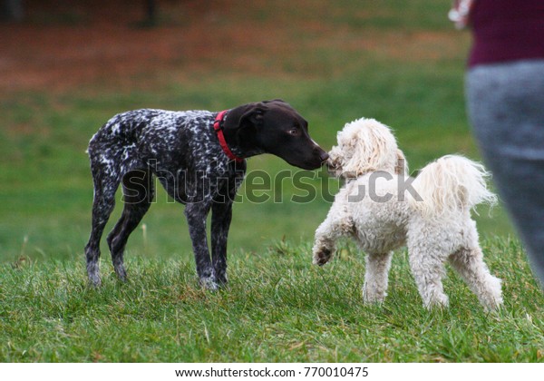 German Shorthaired Puppy Meeting Poodle Stock Photo Edit Now