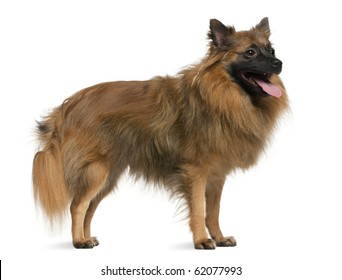 German Spitz 7 Years Old Standing Stock Photo Edit Now