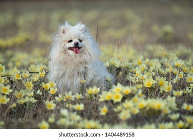 The German Spitz Are Descendants Of The Stone Age Peat Dog “canis Familiaris Palustris Ruthimeyer” And The Later Pile Spitz. They Are Considered The Oldest Breed In Central Europe.