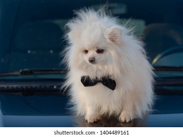 The German Spitz Are Descendants Of The Stone Age Peat Dog “canis Familiaris Palustris Ruthimeyer” And The Later Pile Spitz. They Are Considered The Oldest Breed In Central Europe.