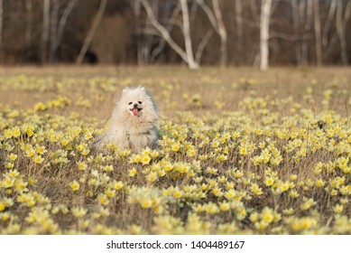 The German Spitz Are Descendants Of The Stone Age Peat Dog “canis Familiaris Palustris Ruthimeyer” And The Later Pile Spitz. They Are Considered The Oldest Breed In Central Europe.