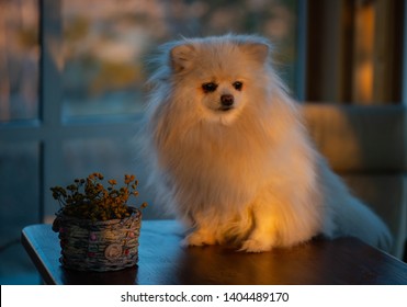 The German Spitz Are Descendants Of The Stone Age Peat Dog “canis Familiaris Palustris Ruthimeyer” And The Later Pile Spitz. They Are Considered The Oldest Breed In Central Europe.