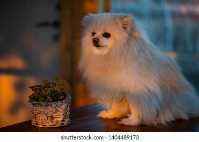 The German Spitz Are Descendants Of The Stone Age Peat Dog “canis Familiaris Palustris Ruthimeyer” And The Later Pile Spitz. They Are Considered The Oldest Breed In Central Europe.