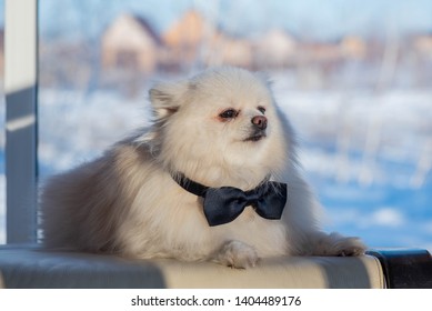 The German Spitz Are Descendants Of The Stone Age Peat Dog “canis Familiaris Palustris Ruthimeyer” And The Later Pile Spitz. They Are Considered The Oldest Breed In Central Europe.