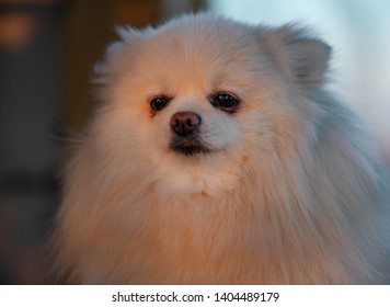 The German Spitz Are Descendants Of The Stone Age Peat Dog “canis Familiaris Palustris Ruthimeyer” And The Later Pile Spitz. They Are Considered The Oldest Breed In Central Europe.