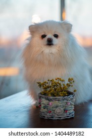 The German Spitz Are Descendants Of The Stone Age Peat Dog “canis Familiaris Palustris Ruthimeyer” And The Later Pile Spitz. They Are Considered The Oldest Breed In Central Europe.