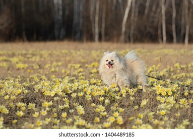 The German Spitz Are Descendants Of The Stone Age Peat Dog “canis Familiaris Palustris Ruthimeyer” And The Later Pile Spitz. They Are Considered The Oldest Breed In Central Europe.