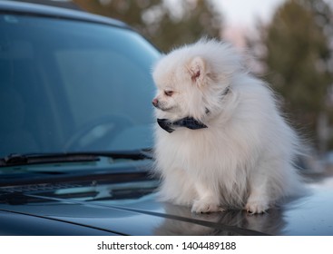 The German Spitz Are Descendants Of The Stone Age Peat Dog “canis Familiaris Palustris Ruthimeyer” And The Later Pile Spitz. They Are Considered The Oldest Breed In Central Europe.