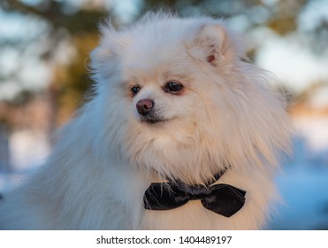 The German Spitz Are Descendants Of The Stone Age Peat Dog “canis Familiaris Palustris Ruthimeyer” And The Later Pile Spitz. They Are Considered The Oldest Breed In Central Europe.