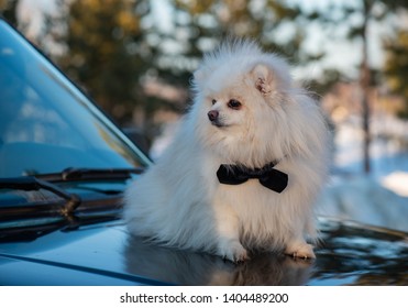 The German Spitz Are Descendants Of The Stone Age Peat Dog “canis Familiaris Palustris Ruthimeyer” And The Later Pile Spitz. They Are Considered The Oldest Breed In Central Europe.