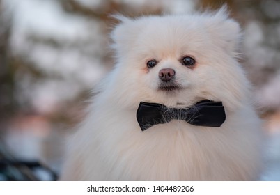 The German Spitz Are Descendants Of The Stone Age Peat Dog “canis Familiaris Palustris Ruthimeyer” And The Later Pile Spitz. They Are Considered The Oldest Breed In Central Europe.