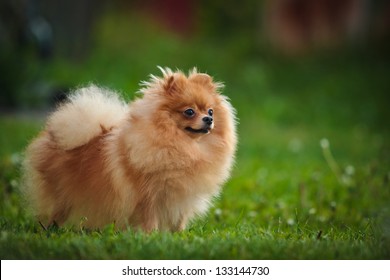 German Spitz Dog