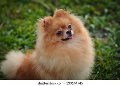 German Spitz Dog