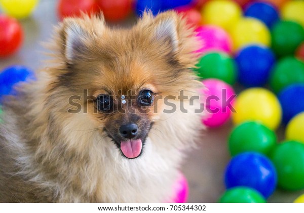 dog ball pool