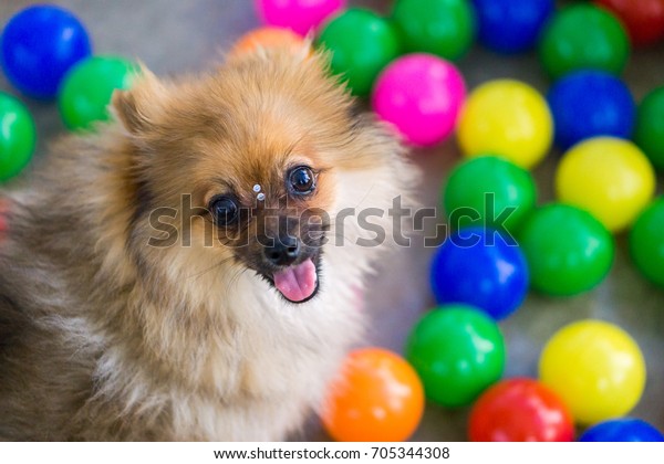 dog ball pool