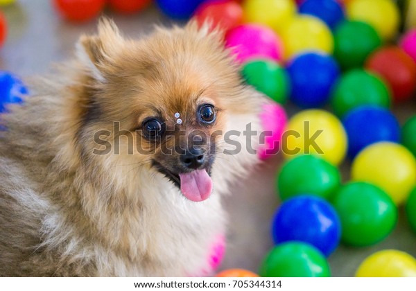 dog ball pool