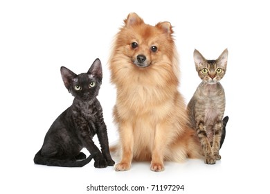 German Spitz Dog With Devon Rex Cats On A White Background