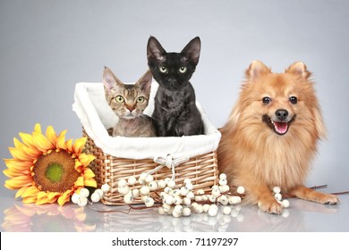 German Spitz Dog With Devon Rex Cats On A Grey Background