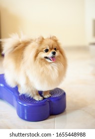 German Spitz Little Fur Home Dog Fitness