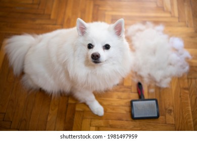 German spitz pomeranian dog sitting on the floor with pile of wool, hair and grooming tool or furminator after combing out. Concept of seasonal pet molting, dog and cat care at home.