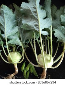 The German Turnip And Peas After Harvesting 