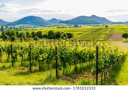 German vineyards landscape in summer, Rhineland-Palatinate, Germany. Deutsche Weinstrasse (German Wine Road) Vineyard Palatinate region.