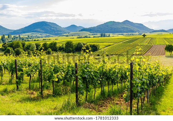 German vineyards landscape in summer,\
Rhineland-Palatinate, Germany. Deutsche Weinstrasse (German Wine\
Road) Vineyard Palatinate\
region.
