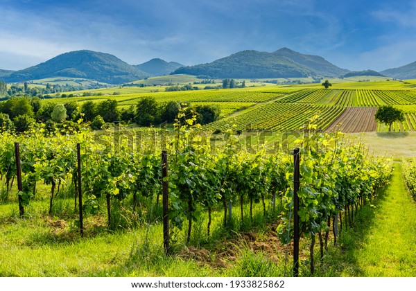 German vineyards landscape in summer,
Rhineland-Palatinate, Germany. Deutsche Weinstrasse (German Wine
Road) Vineyard Palatinate
region