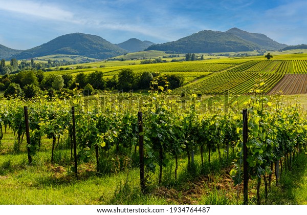 German vineyards landscape in summer\
Rhineland-Palatinate, Germany. Deutsche Weinstrasse (German Wine\
Road) Vineyard Palatinate\
region.