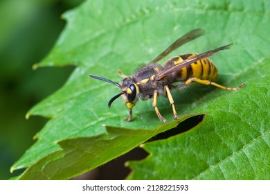 German Wasp Resting On Leaf