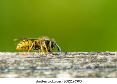 A German wasp (Vespula germanica) seen gnawing at an old wooden fence in order to create nest building material
