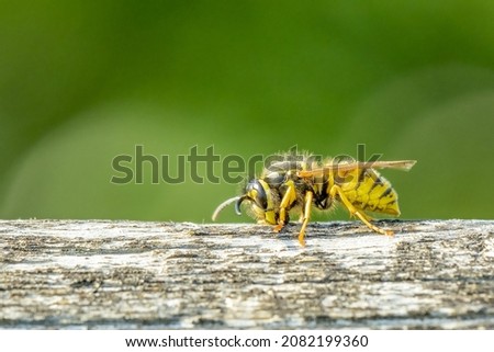 A German wasp (Vespula germanica) seen gnawing at an old wooden fence in order to create nest building material