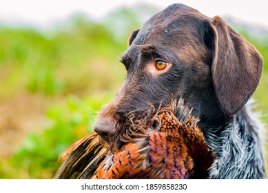 German Wire Hair Hunting Dog With Pheasant