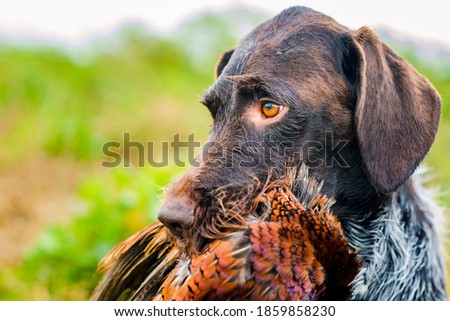 german wire hair hunting dog with pheasant