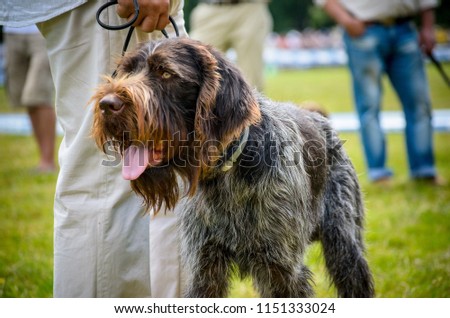 German wire haired pointer drathaar stay in park near his owner.