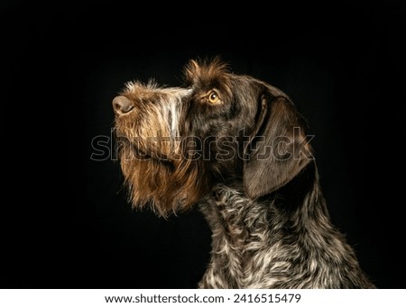 German Wire Haired Pointer Profile