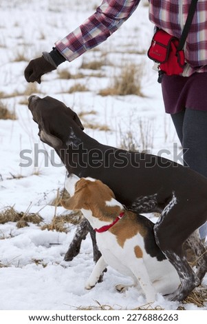 German wire-haired and beagle in training