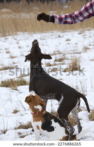 German wire-haired and beagle in training