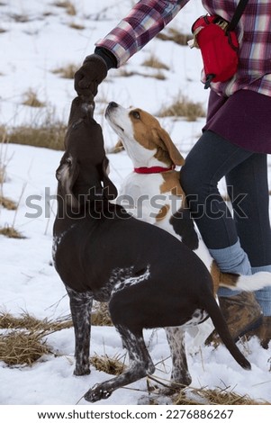 German wire-haired and beagle in training