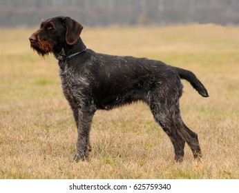 German Wirehaired Pionter, deutsch drahthaar dog in outdoors.